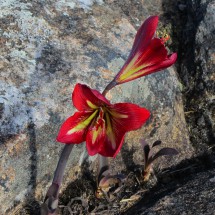 Flower on the way to Pico Brownsea / Cruz do Negro